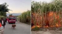 中共马屁文化令人不齿 传习摸过的甘蔗地遭纵火（多图/视频）